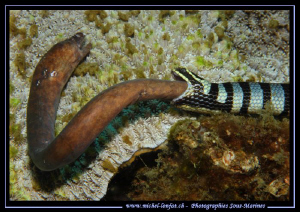 A fantastic moment we had in one of our dives. A murray E... by Michel Lonfat 